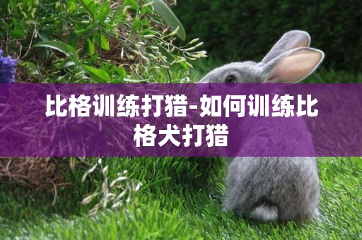 比格訓練打獵-如何訓練比格犬打獵