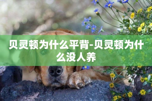 貝靈頓為什么平背-貝靈頓為什么沒人養