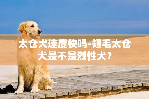 太倉犬速度快嗎-短毛太倉犬是不是烈性犬？