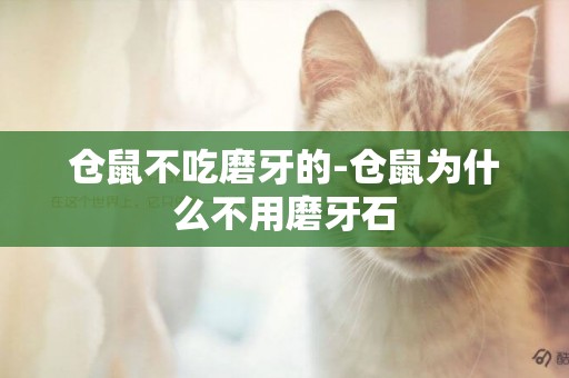 倉鼠不吃磨牙的-倉鼠為什么不用磨牙石