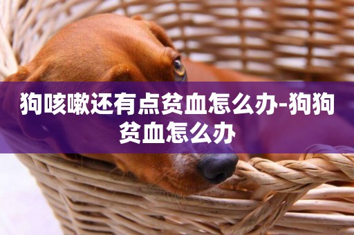 狗咳嗽還有點貧血怎么辦-狗狗貧血怎么辦