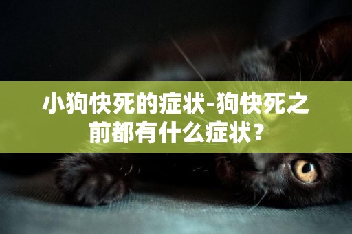 小狗快死的癥狀-狗快死之前都有什么癥狀？