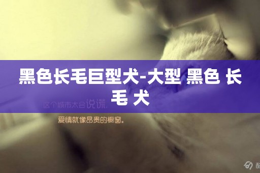 黑色長毛巨型犬-大型 黑色 長毛 犬