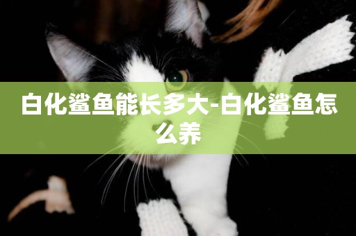 白化鯊魚能長多大-白化鯊魚怎么養