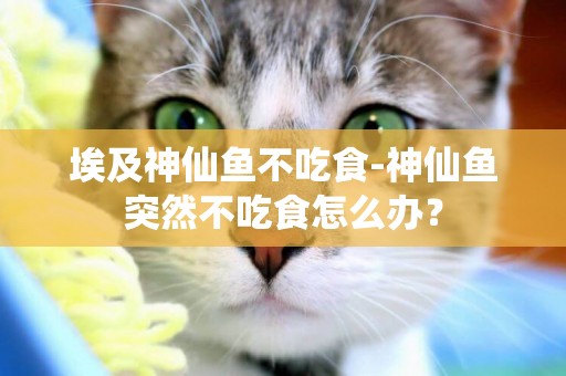 埃及神仙魚不吃食-神仙魚突然不吃食怎么辦？