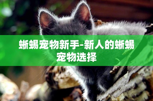 蜥蜴寵物新手-新人的蜥蜴寵物選擇