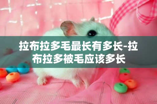 拉布拉多毛最長有多長-拉布拉多被毛應該多長