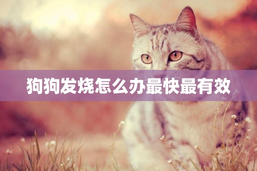 狗狗發燒怎么辦最快最有效