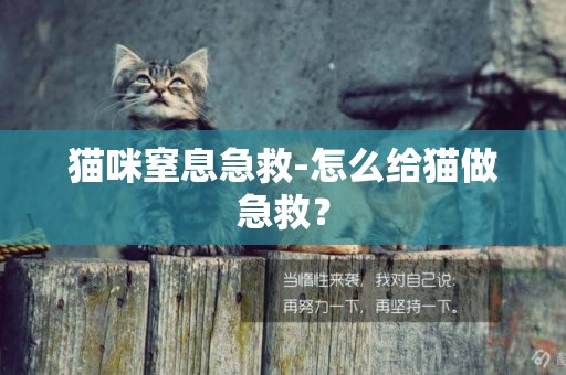 貓咪窒息急救-怎么給貓做急救？