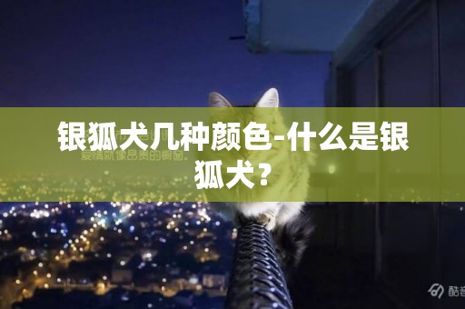 銀狐犬幾種顏色-什么是銀狐犬？