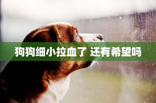 狗狗細小拉血了 還有希望嗎