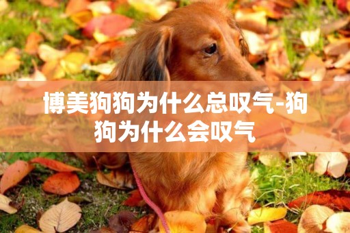 博美狗狗為什么總嘆氣-狗狗為什么會嘆氣