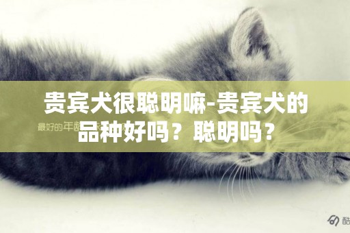 貴賓犬很聰明嘛-貴賓犬的品種好嗎？聰明嗎？
