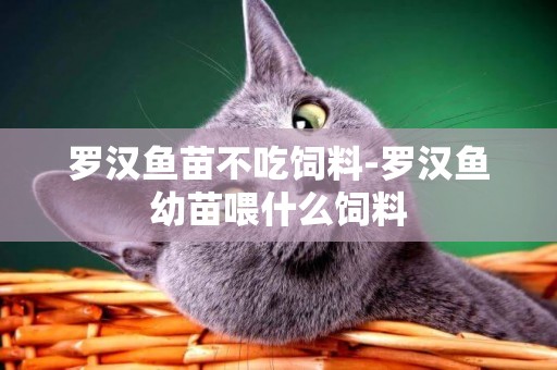 羅漢魚苗不吃飼料-羅漢魚幼苗喂什么飼料