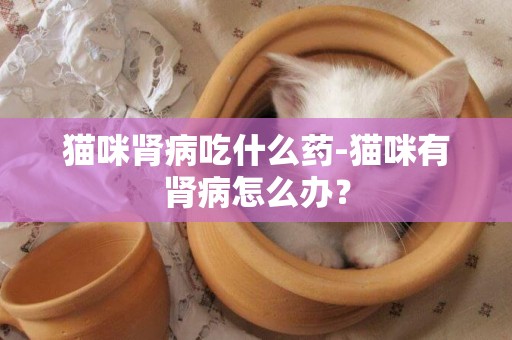 貓咪腎病吃什么藥-貓咪有腎病怎么辦？