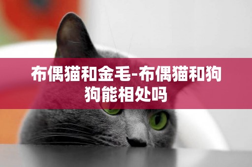 布偶貓和金毛-布偶貓和狗狗能相處嗎