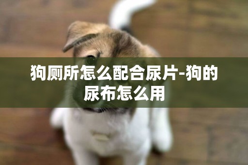 狗廁所怎么配合尿片-狗的尿布怎么用