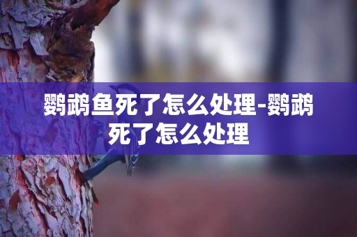 鸚鵡魚死了怎么處理-鸚鵡死了怎么處理