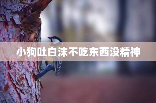 小狗吐白沫不吃東西沒精神