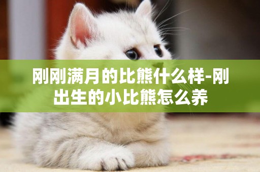 剛剛滿月的比熊什么樣-剛出生的小比熊怎么養
