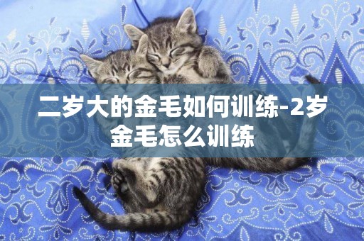 二歲大的金毛如何訓練-2歲金毛怎么訓練