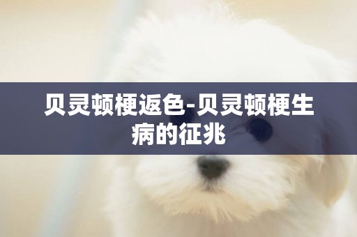 貝靈頓梗返色-貝靈頓梗生病的征兆