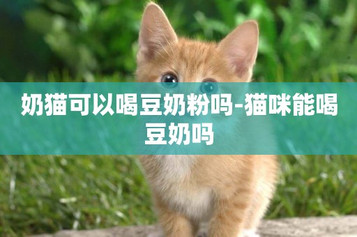 奶貓可以喝豆奶粉嗎-貓咪能喝豆奶嗎