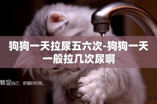 狗狗一天拉尿五六次-狗狗一天一般拉幾次尿啊
