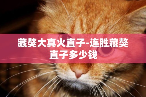 藏獒大真火直子-連勝藏獒直子多少錢