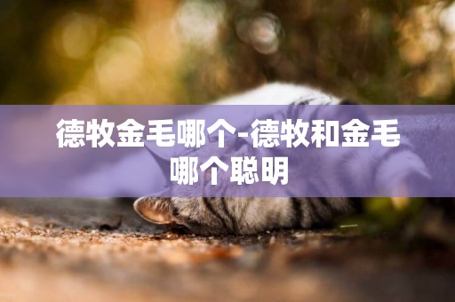 德牧金毛哪個-德牧和金毛哪個聰明