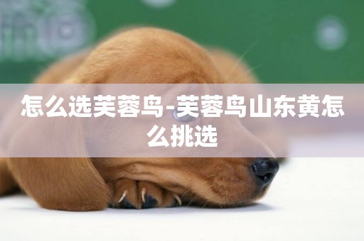 怎么選芙蓉鳥-芙蓉鳥山東黃怎么挑選
