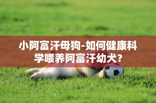 小阿富汗母狗-如何健康科學喂養阿富汗幼犬？
