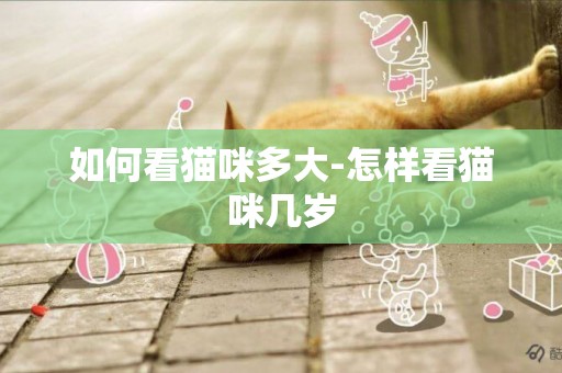 如何看貓咪多大-怎樣看貓咪幾歲