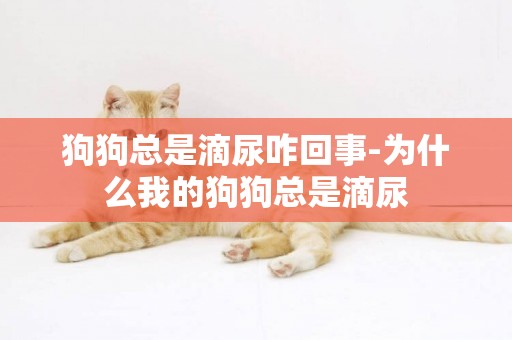 狗狗總是滴尿咋回事-為什么我的狗狗總是滴尿