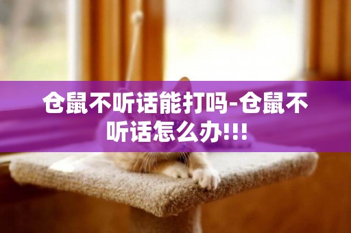 倉鼠不聽話能打嗎-倉鼠不聽話怎么辦!!!