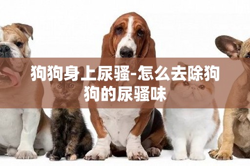 狗狗身上尿騷-怎么去除狗狗的尿騷味