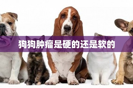狗狗腫瘤是硬的還是軟的