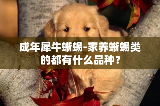 成年犀牛蜥蜴-家養蜥蜴類的都有什么品種？