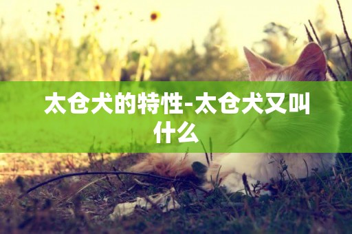 太倉犬的特性-太倉犬又叫什么