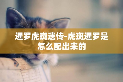 暹羅虎斑遺傳-虎斑暹羅是怎么配出來的