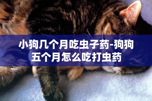 小狗幾個月吃蟲子藥-狗狗五個月怎么吃打蟲藥