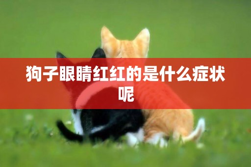 狗子眼睛紅紅的是什么癥狀呢