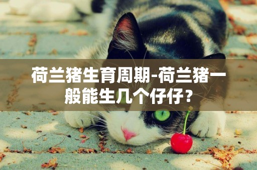 荷蘭豬生育周期-荷蘭豬一般能生幾個仔仔？