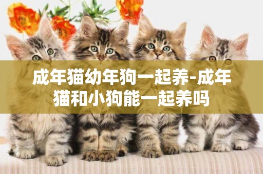 成年貓幼年狗一起養-成年貓和小狗能一起養嗎