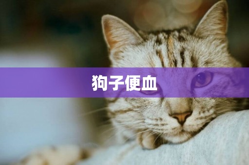狗子便血