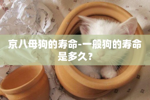 京八母狗的壽命-一般狗的壽命是多久？