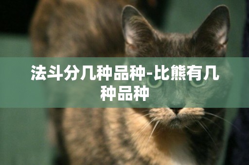 法斗分幾種品種-比熊有幾種品種