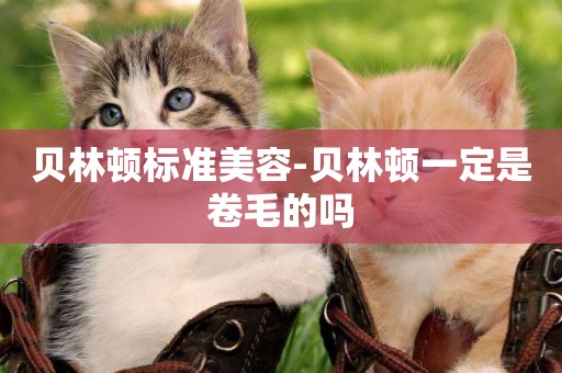 貝林頓標準美容-貝林頓一定是卷毛的嗎