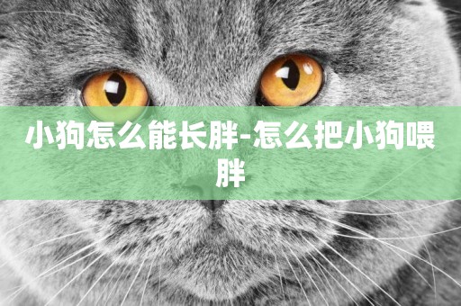 小狗怎么能長胖-怎么把小狗喂胖