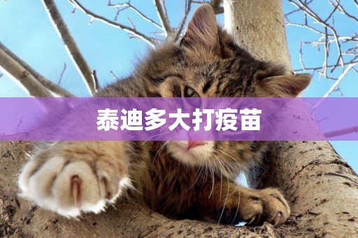 泰迪多大打疫苗